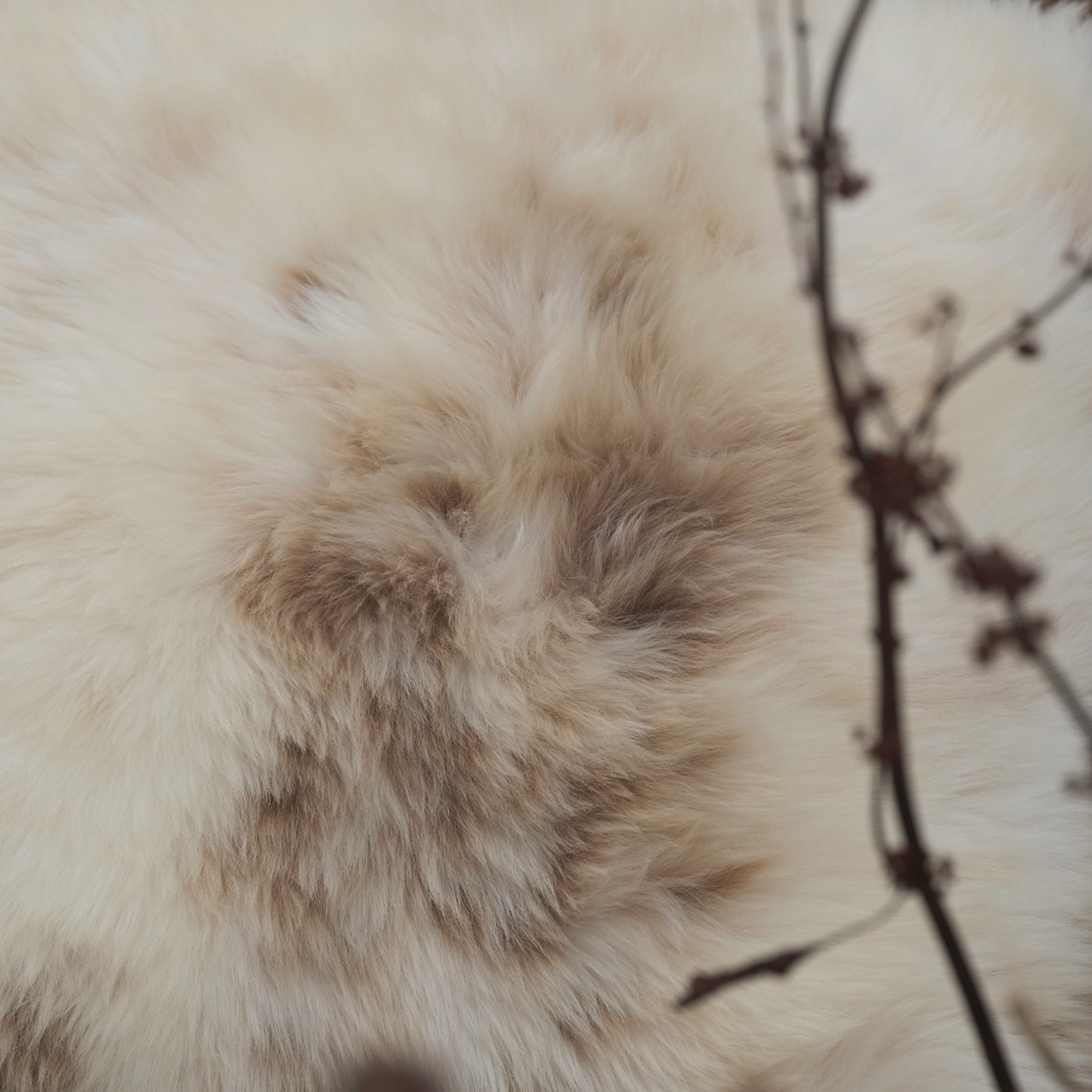 Tall Square Sheepskin Pouffe in Cappuccino