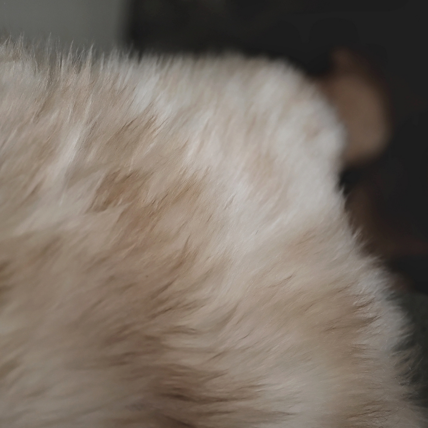 Square Sheepskin Cushion in Cappuccino
