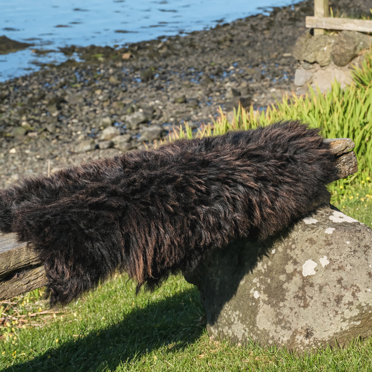 Mimosa Hebridean (TÙS - Dun Flashadder Croft)
