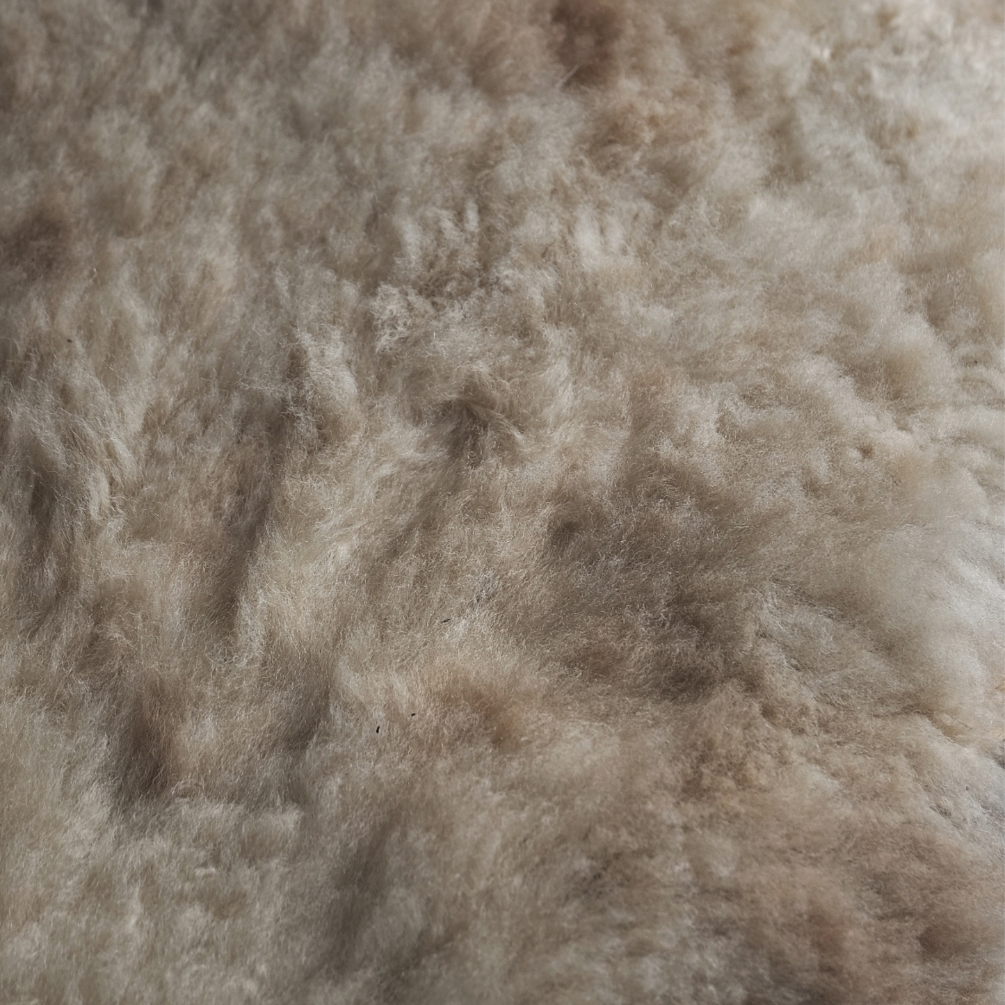 Mimosa Stirlingshire Medium White