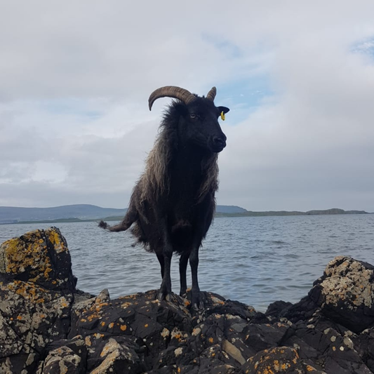 A Tale of Tough Little Sheep!