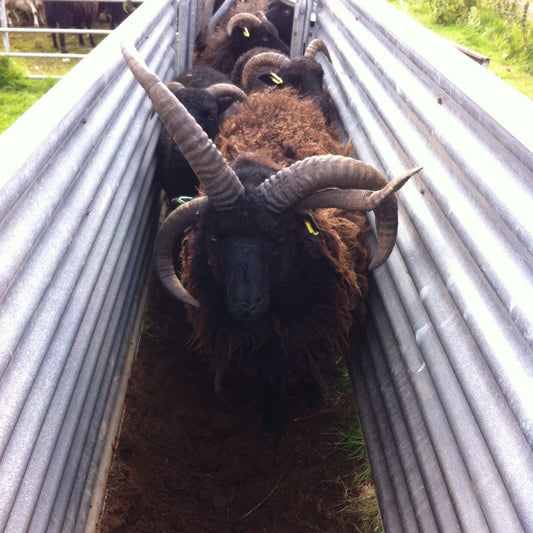 Sheepskin Showing