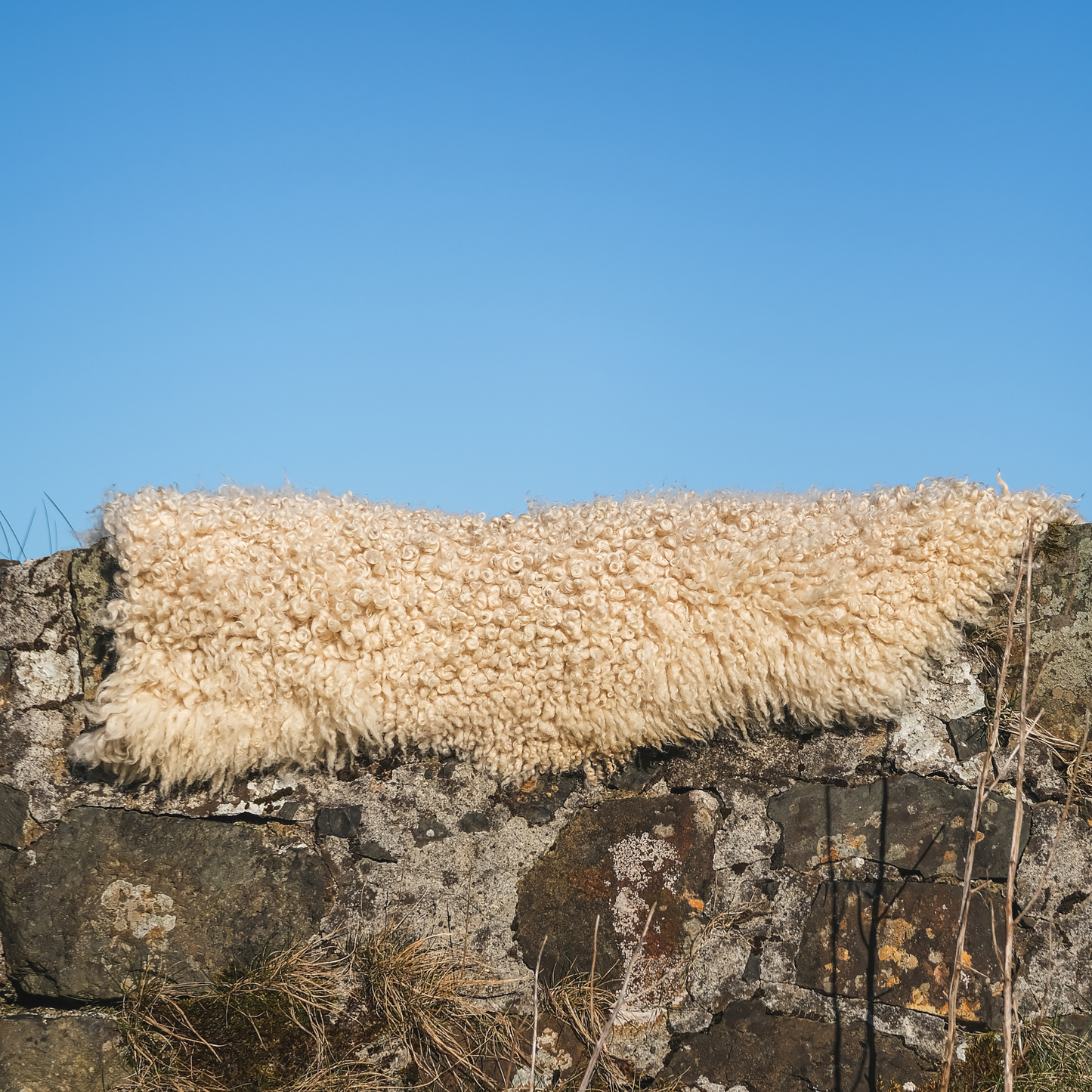 MIMOSA GOTLAND (TÙS - WATERNISH CROFT)