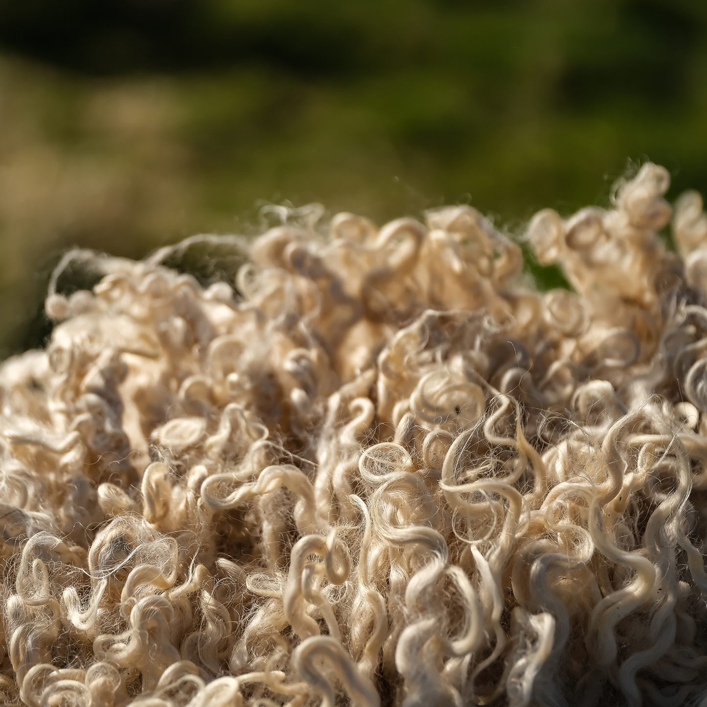 Mimosa Wensleydale (Tùs - Grove Farm)