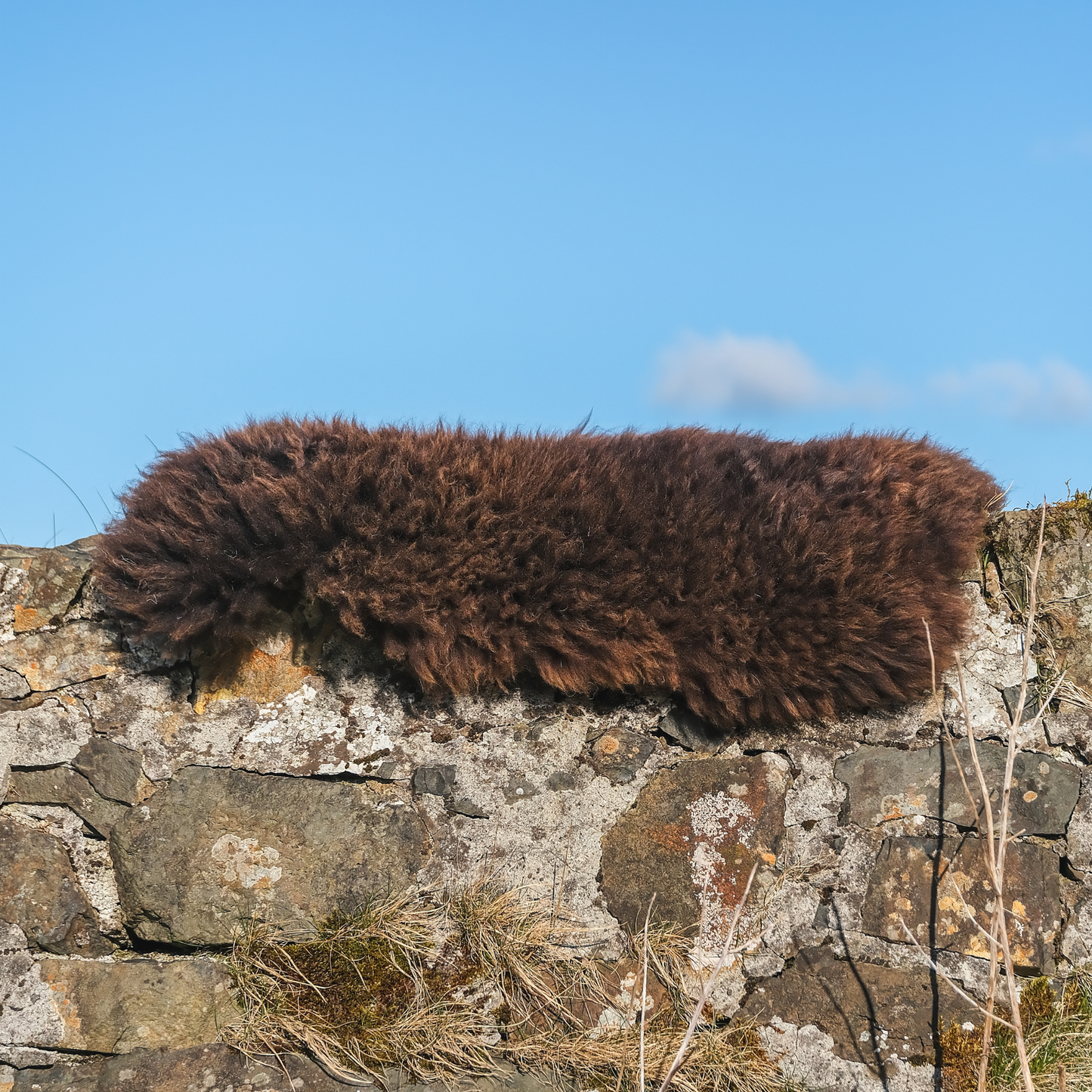 Mimosa Helmsdale Shetland