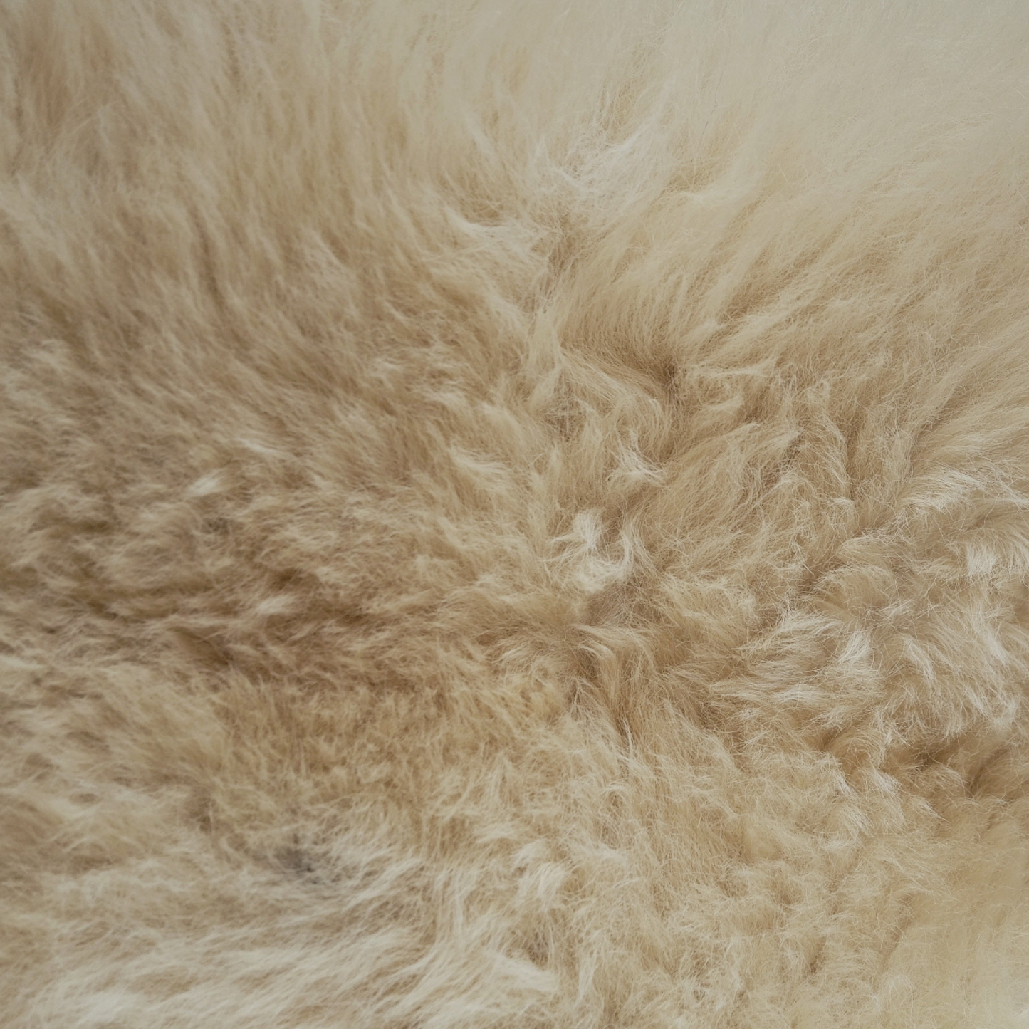 Mimosa Medium White Highland