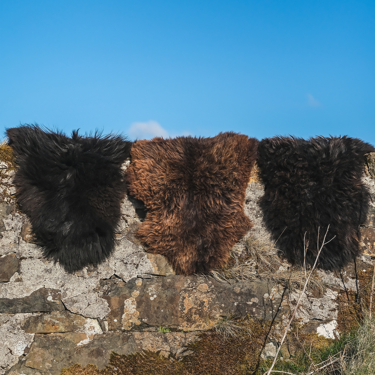 Mimosa Hebridean (TÙS - Dun Flashadder Croft)