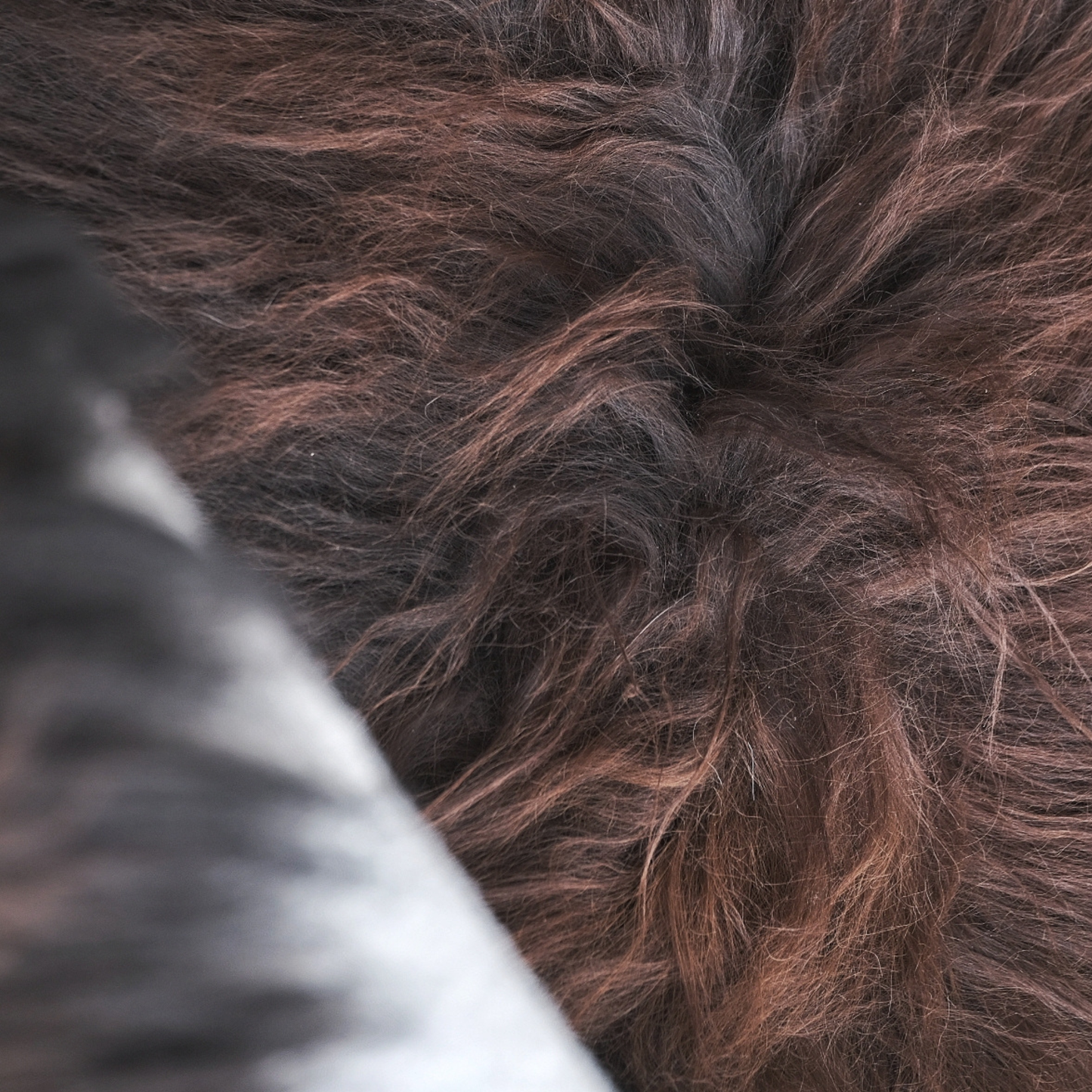 Icelandic Dark Rusty Brown SHEEPSKIN RUG / THROW