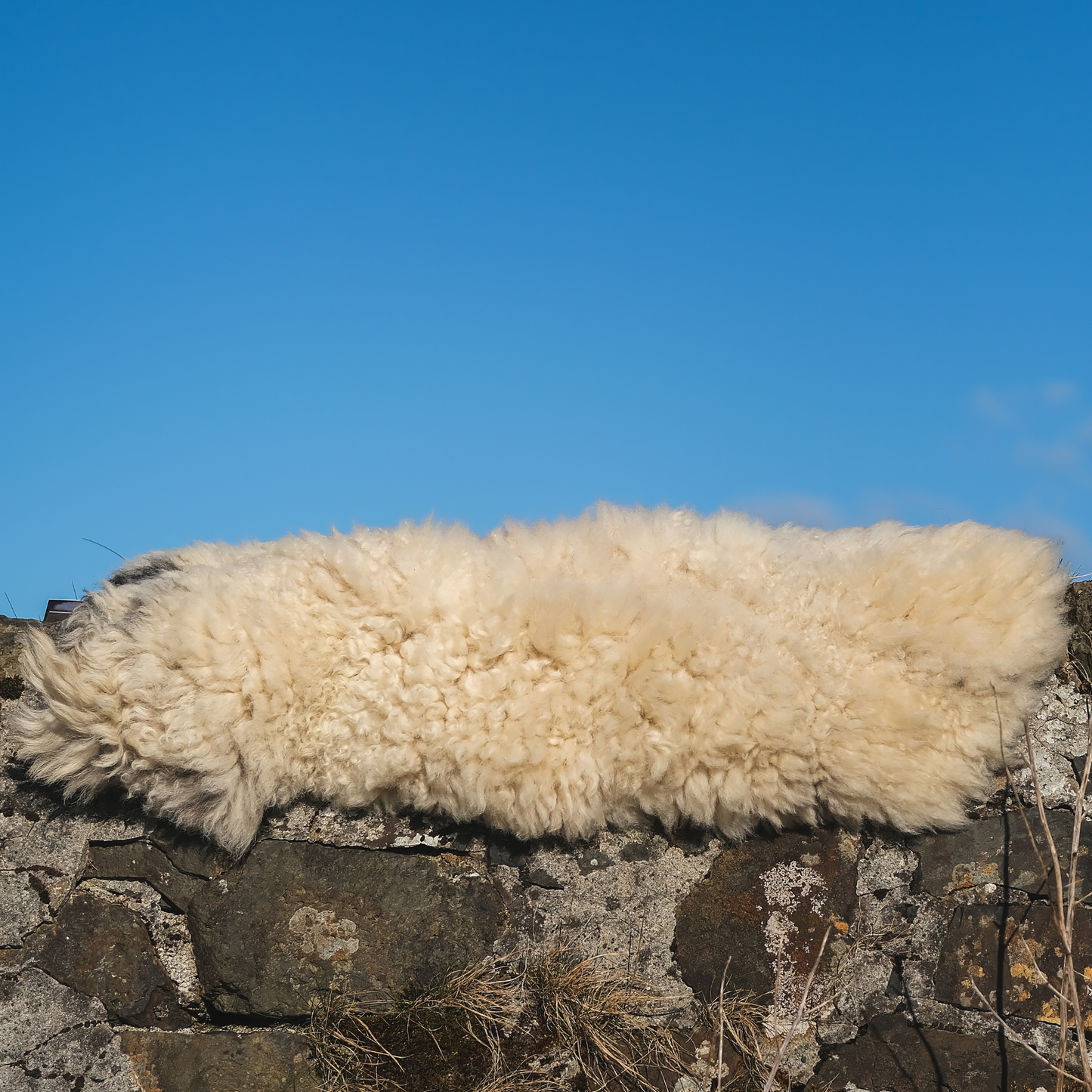 MIMOSA GOTLAND CROSS (TÙS - WATERNISH CROFT)