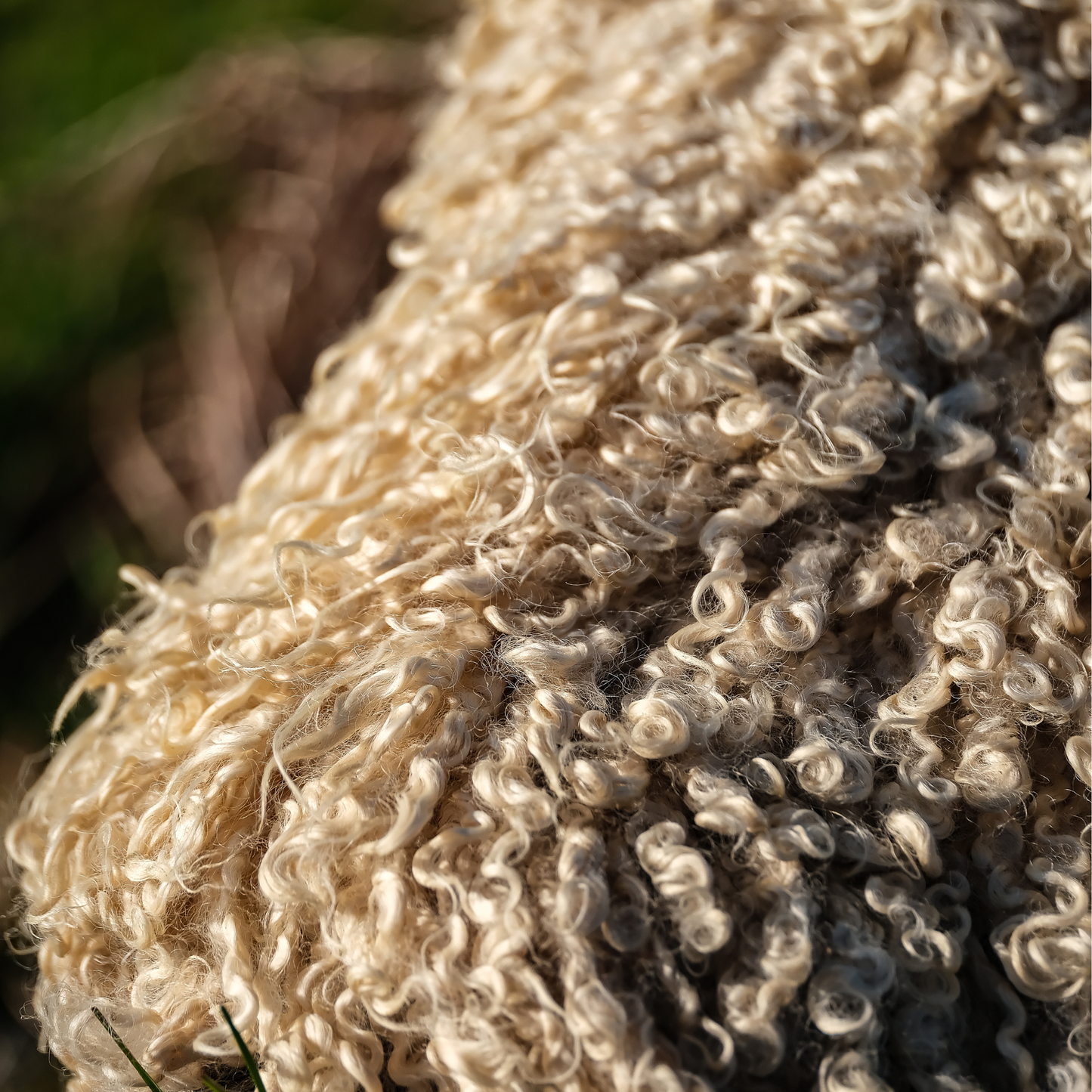 Mimosa Wensleydale (Tùs - Grove Farm)