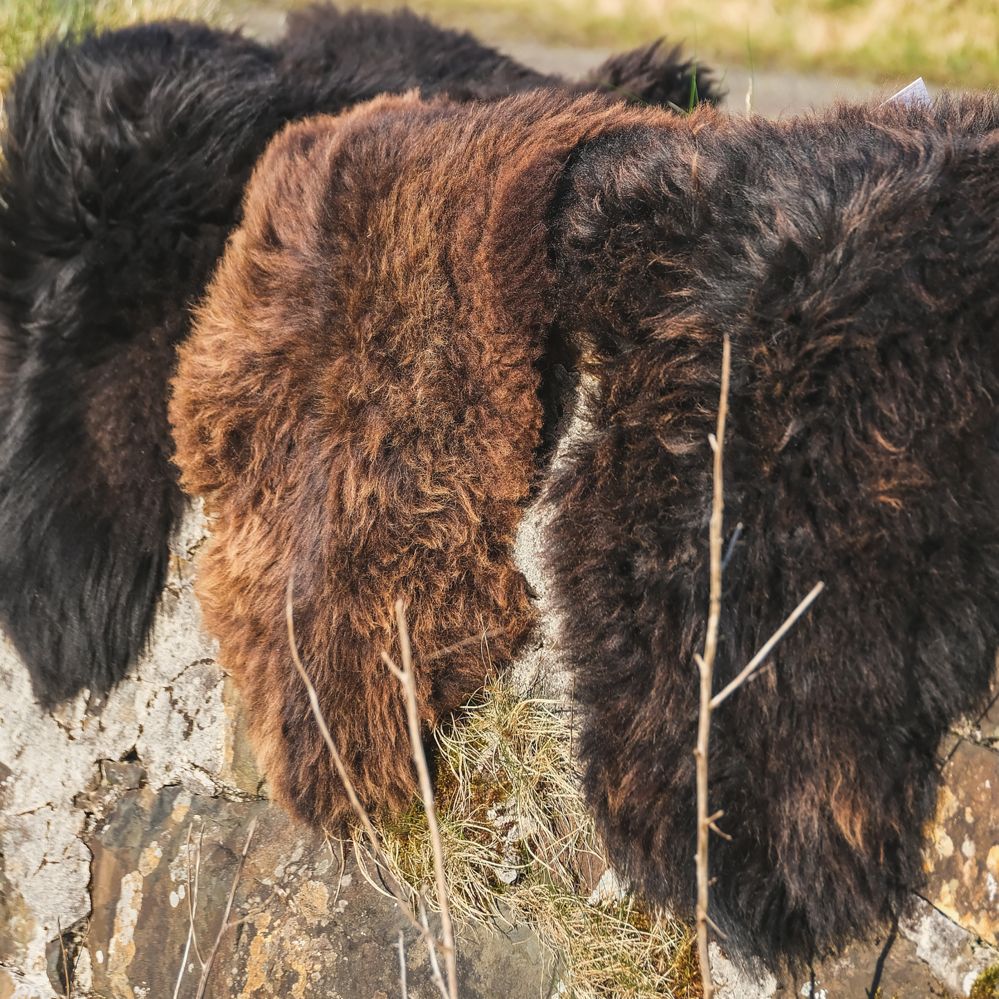 Mimosa Hebridean (TÙS - Dun Flashadder Croft)