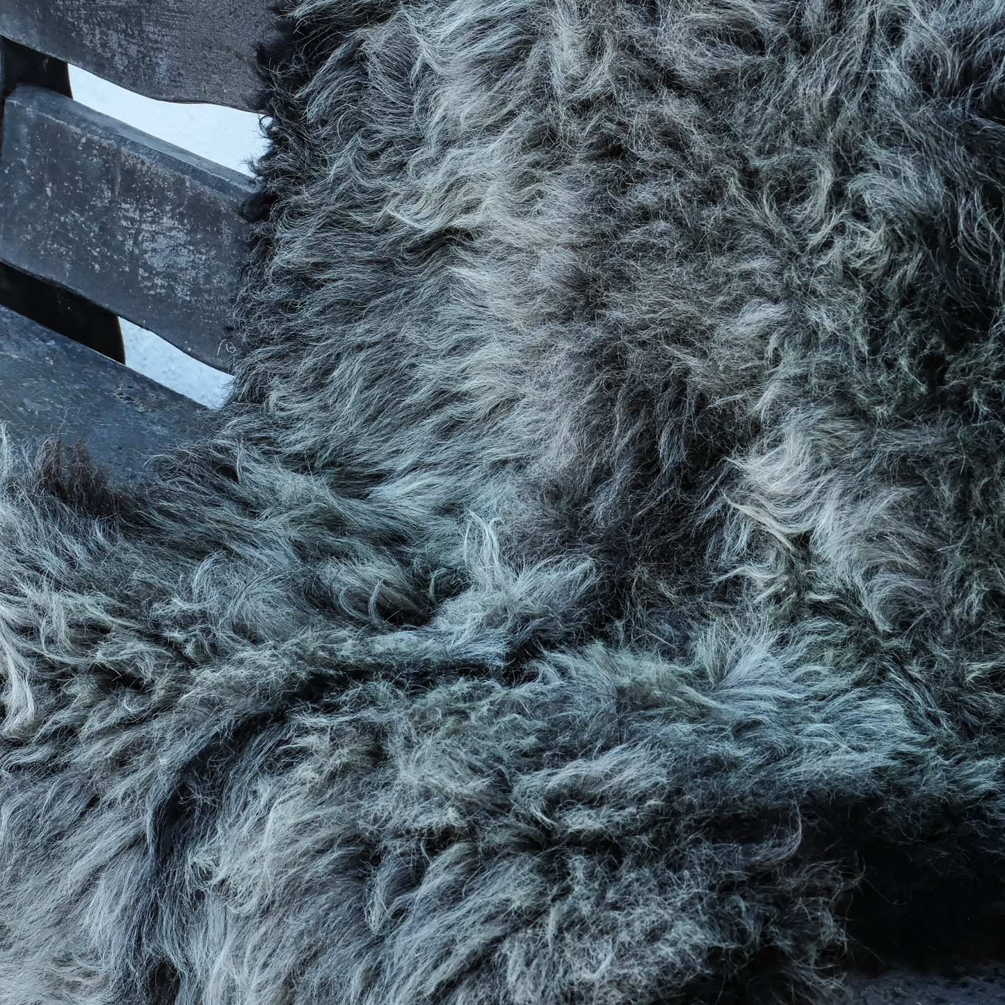 MIMOSA HERDWICK CROSS (TÙS - WATERNISH CROFT)