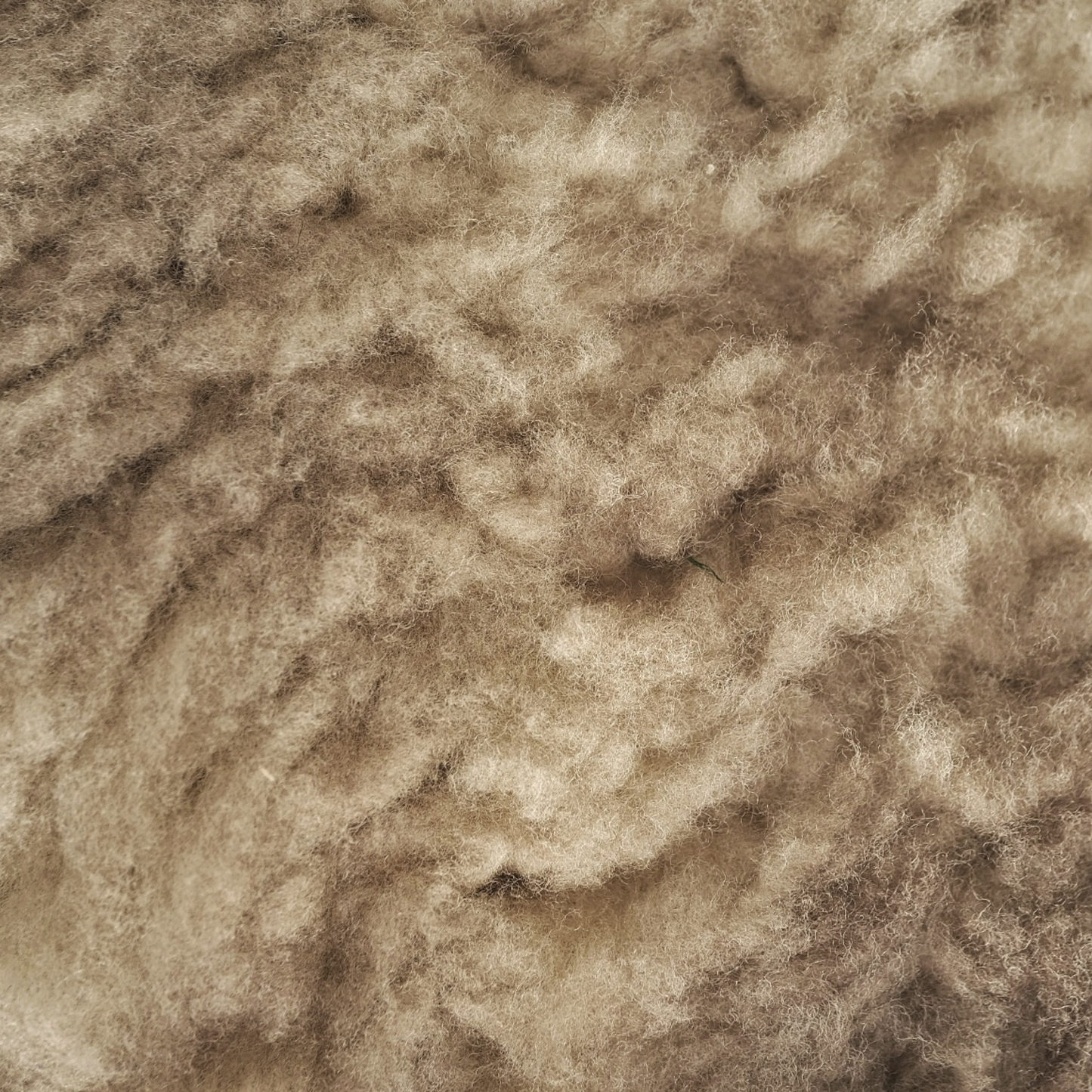 Mimosa Stirlingshire Spotted