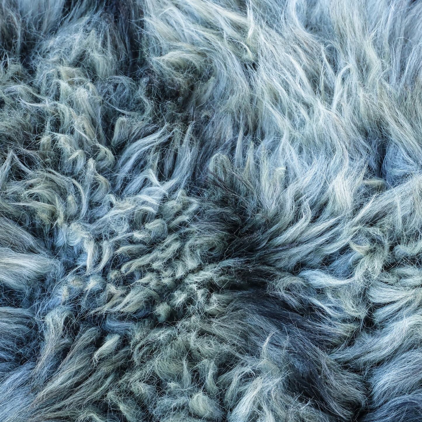MIMOSA GOTLAND CURLY GREY (TÙS - Kenmore Farm)