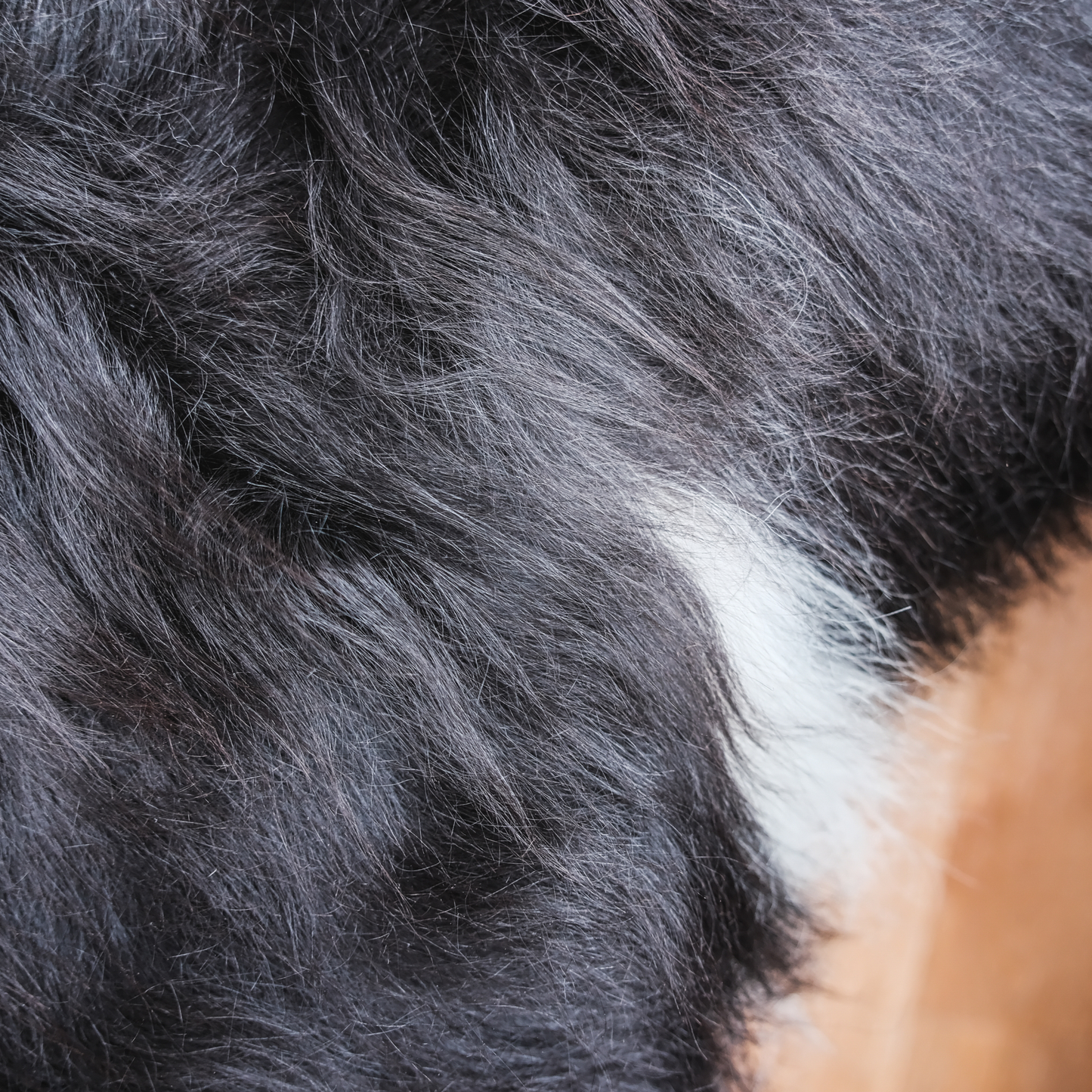 Icelandic Spot Sheepskin Rug / Throw