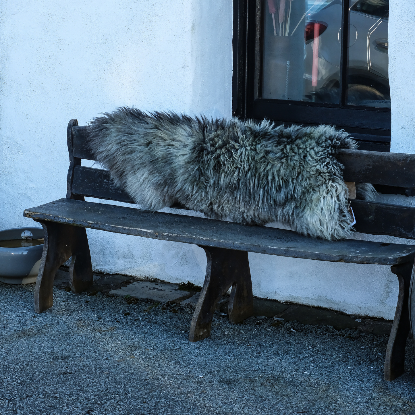 MIMOSA GOTLAND CURLY GREY (TÙS - Kenmore Farm)