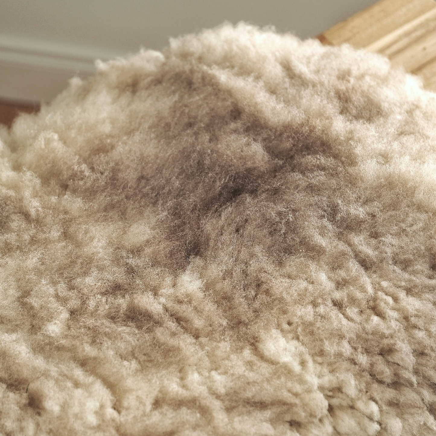 Mimosa Stirlingshire Spotted