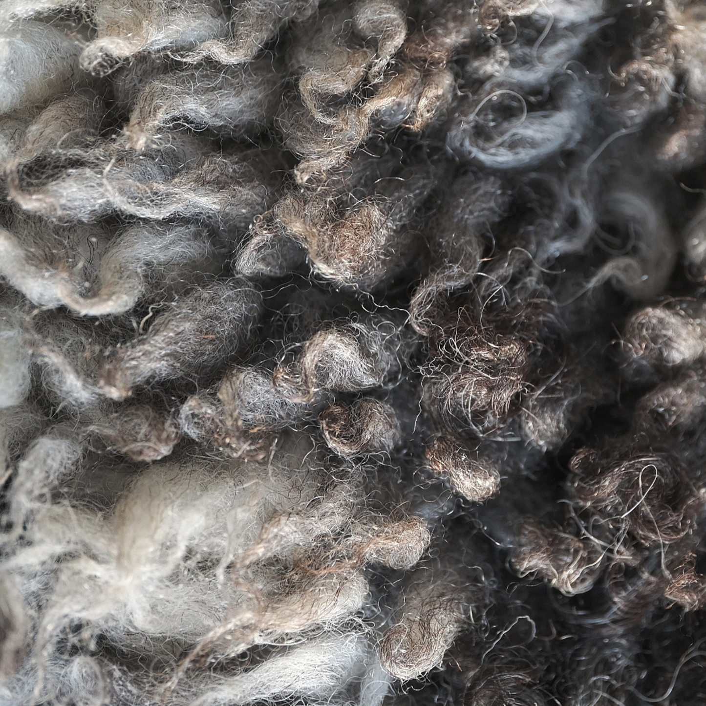 TÙS - Waternish Croft - Curly Brown