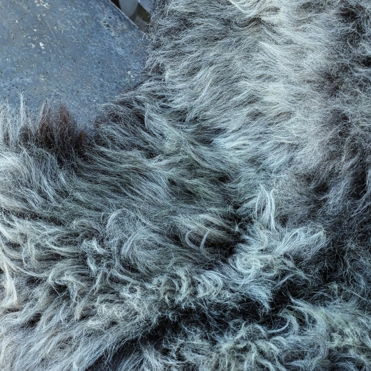 MIMOSA HERDWICK CROSS (TÙS - WATERNISH CROFT)
