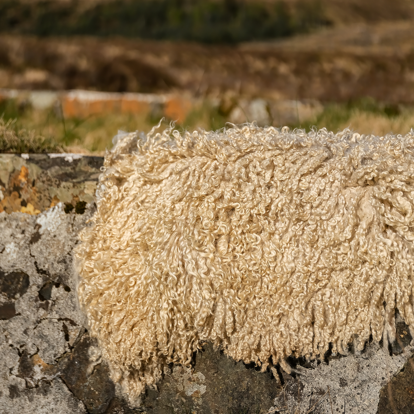 Mimosa Wensleydale (Tùs - Grove Farm)