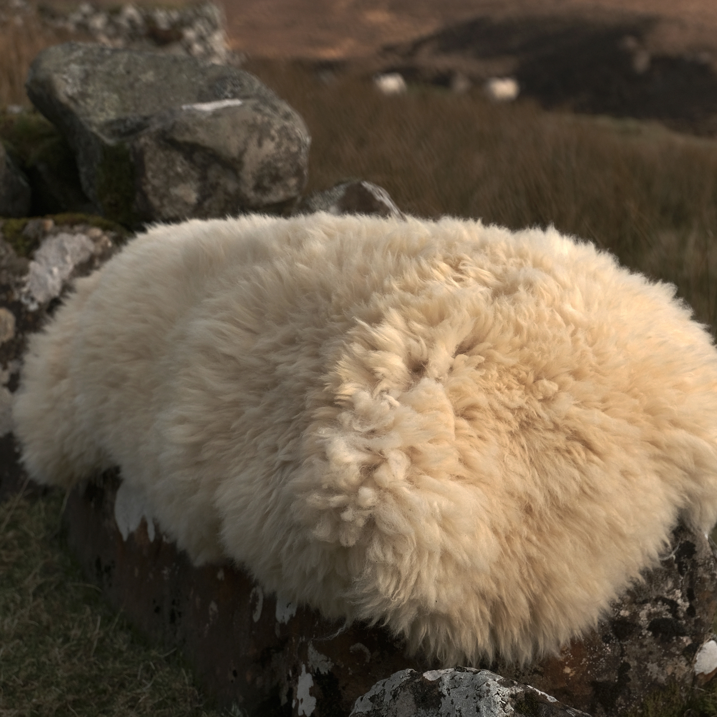 Mimosa Cheviot (TÙS - The Croft)