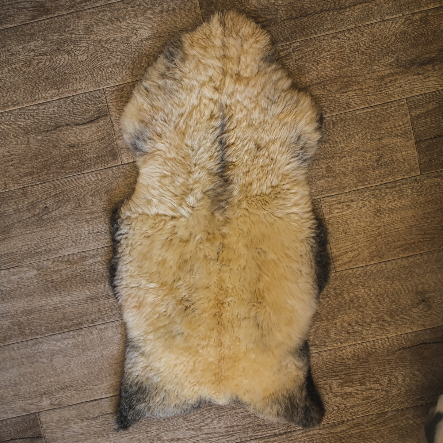 MIMOSA GOTLAND MIXED BREED (TÙS - Kenmore Farm)