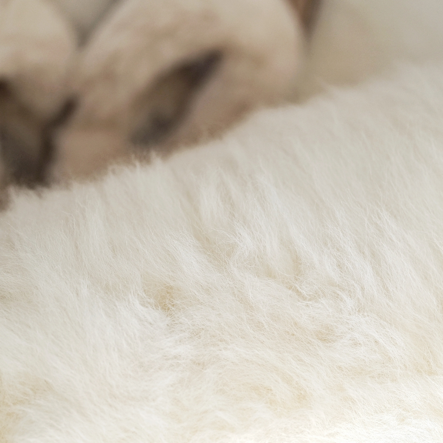 NATURAL WHITE LARGE SHEEPSKIN RUG 100X65CMS SHEEPSKIN RUG/THROW