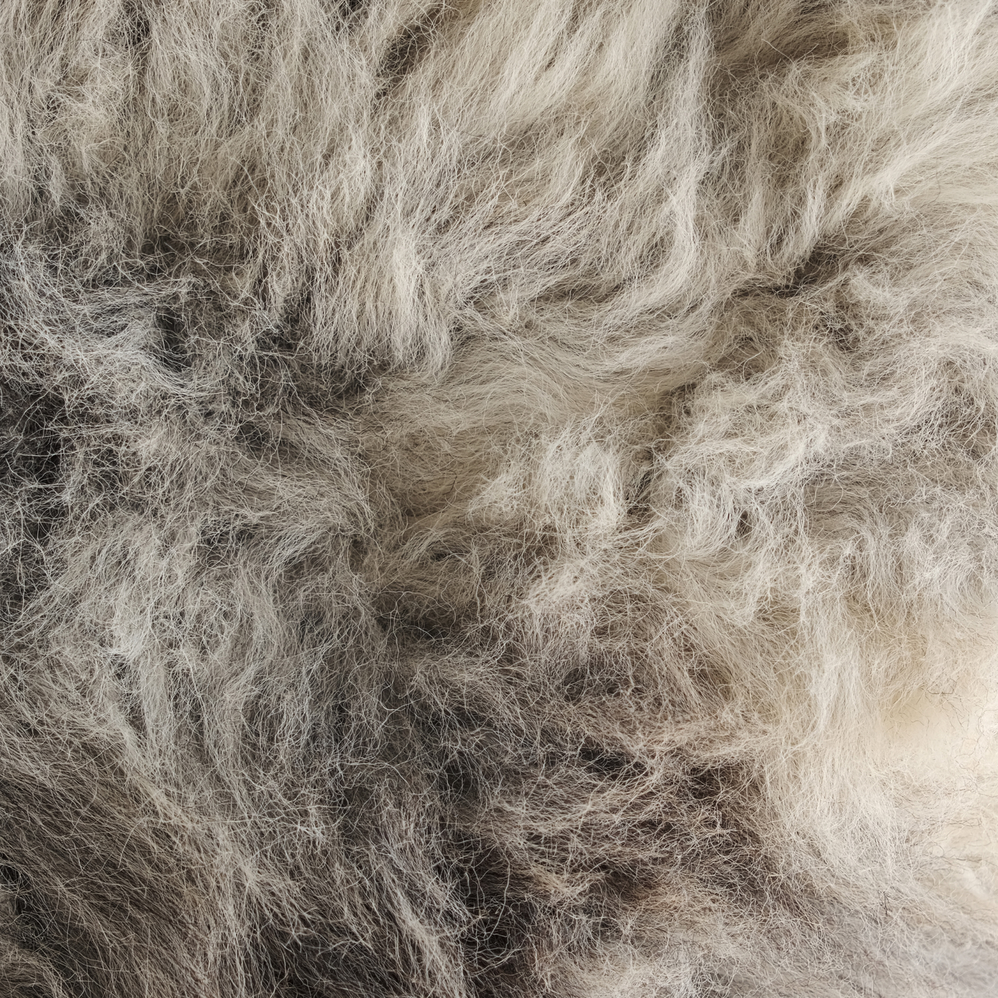 MIMOSA HERDWICK (TÙS - MILLBECK FARM)