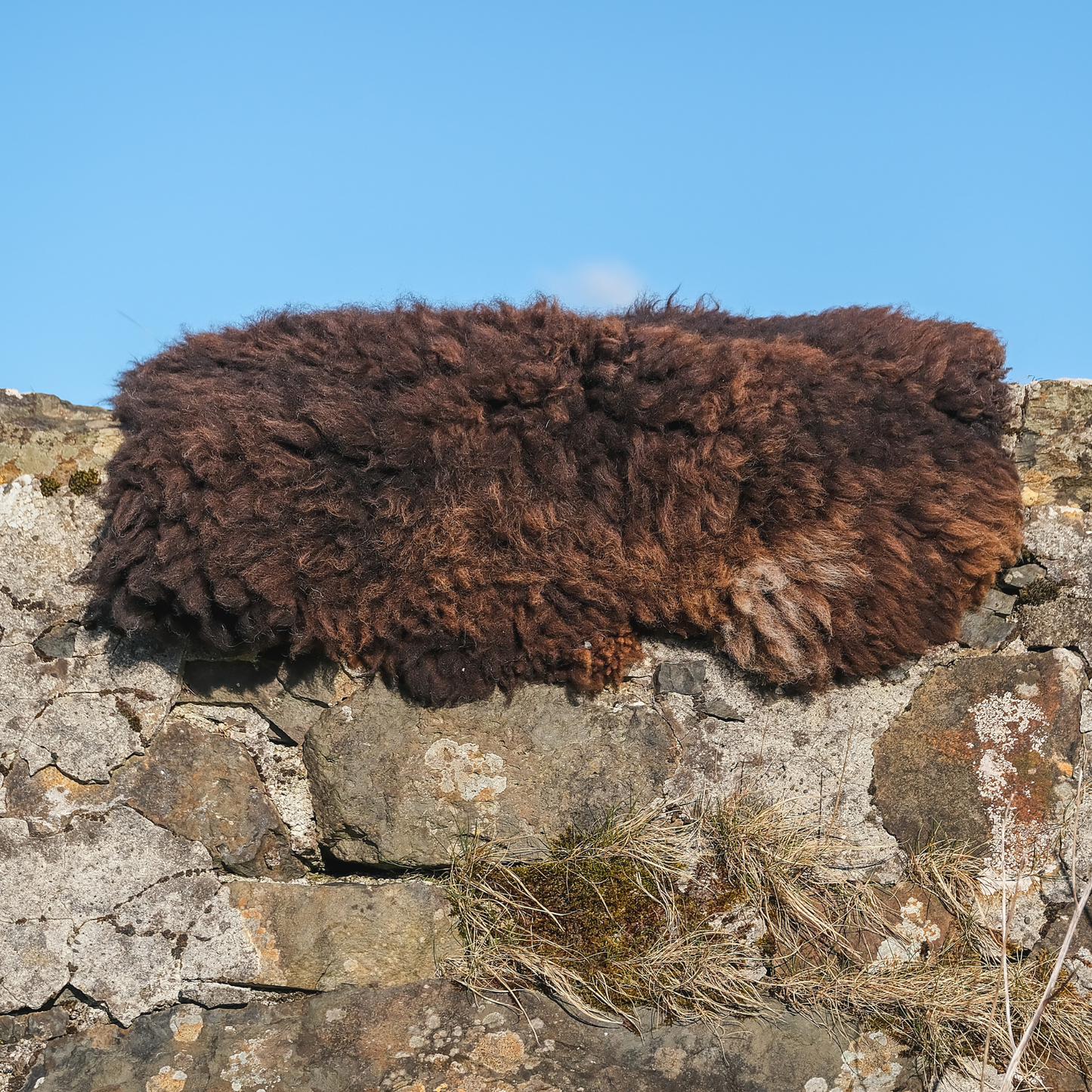 Mimosa Helmsdale Shetland