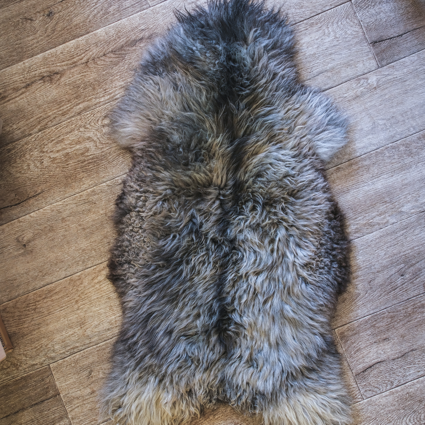 MIMOSA GOTLAND CURLY GREY (TÙS - Kenmore Farm)