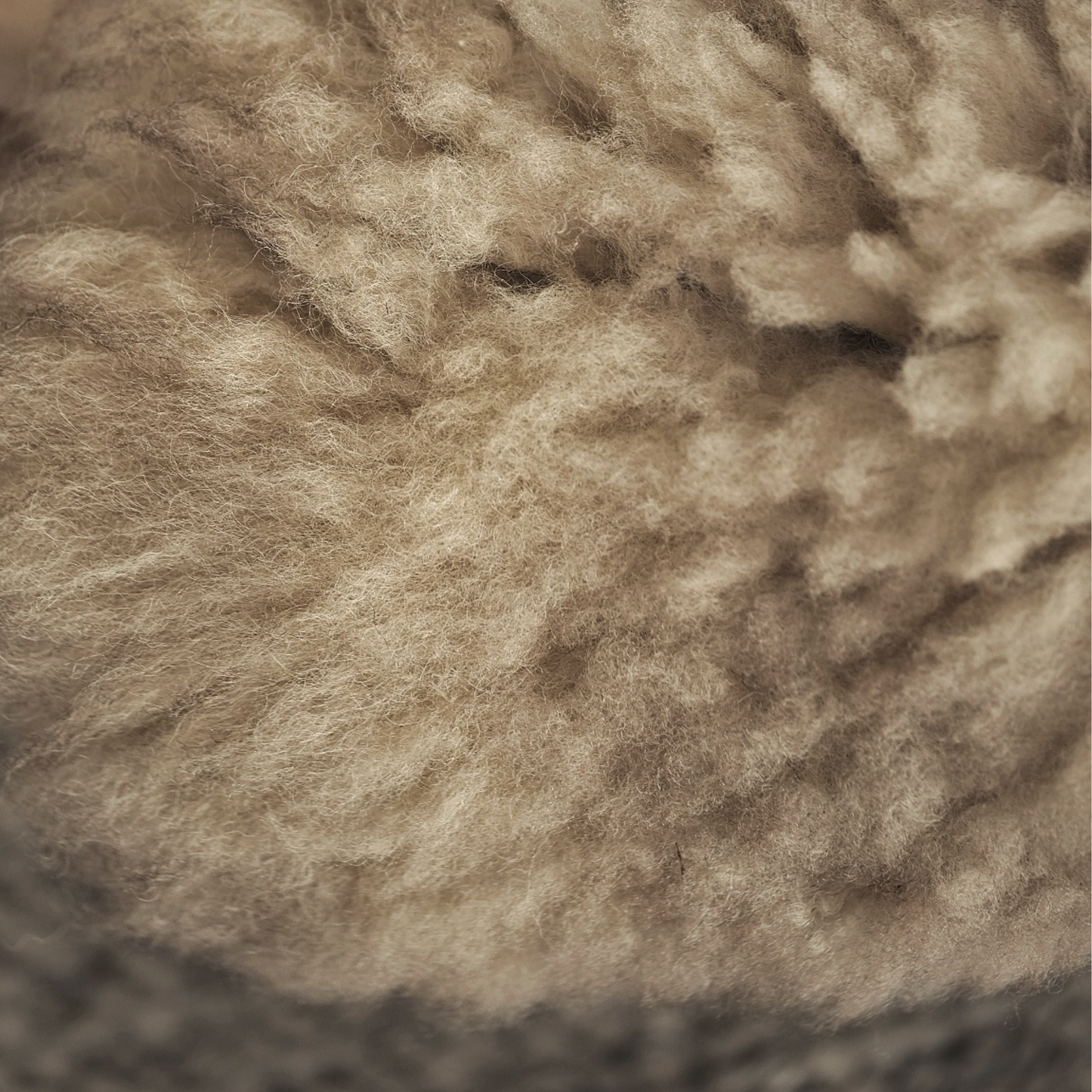 Mimosa Stirlingshire Spotted