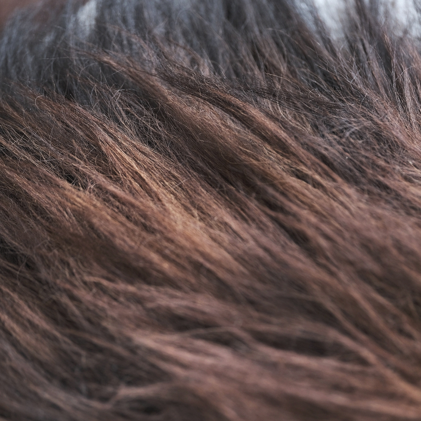 Icelandic Dark Rusty Brown SHEEPSKIN RUG / THROW