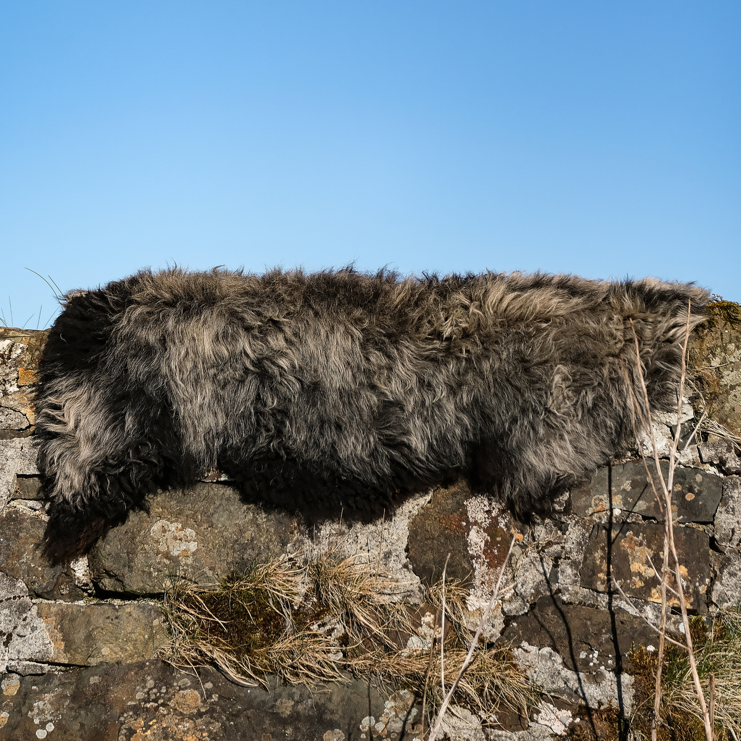 MIMOSA HERDWICK CROSS (TÙS - WATERNISH CROFT)