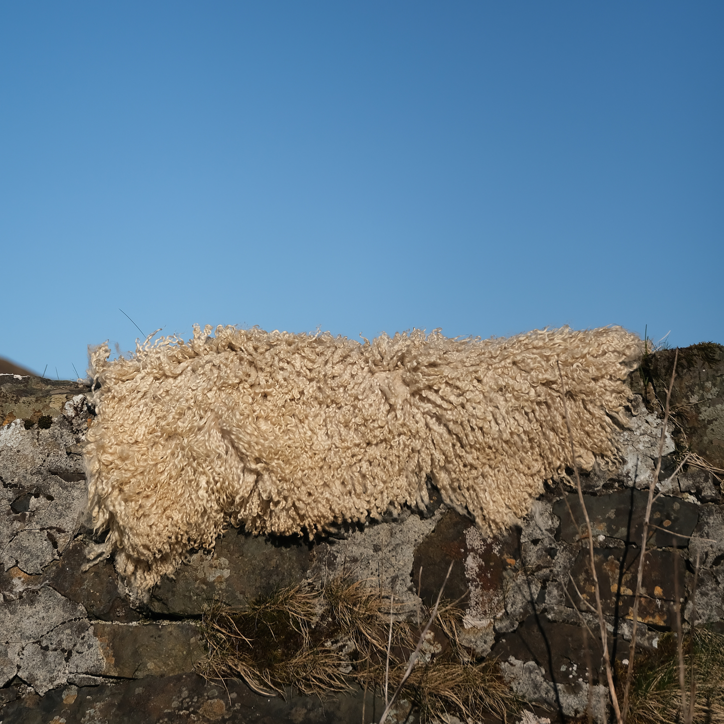 Mimosa Wensleydale (Tùs - Grove Farm)