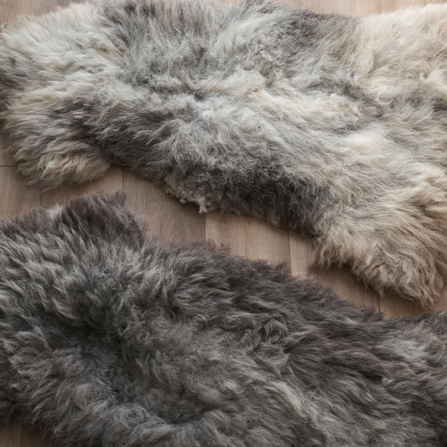 MIMOSA HERDWICK (TÙS - MILLBECK FARM)