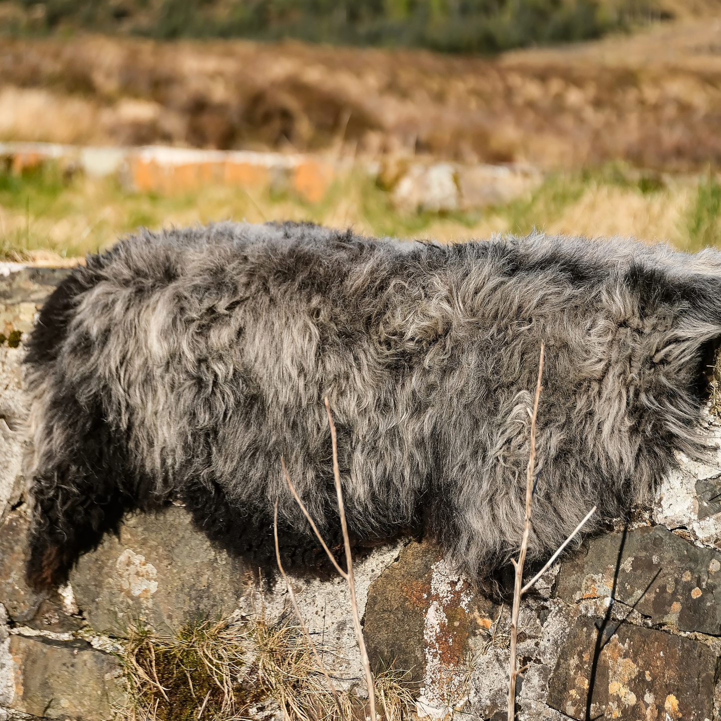 MIMOSA HERDWICK CROSS (TÙS - WATERNISH CROFT)