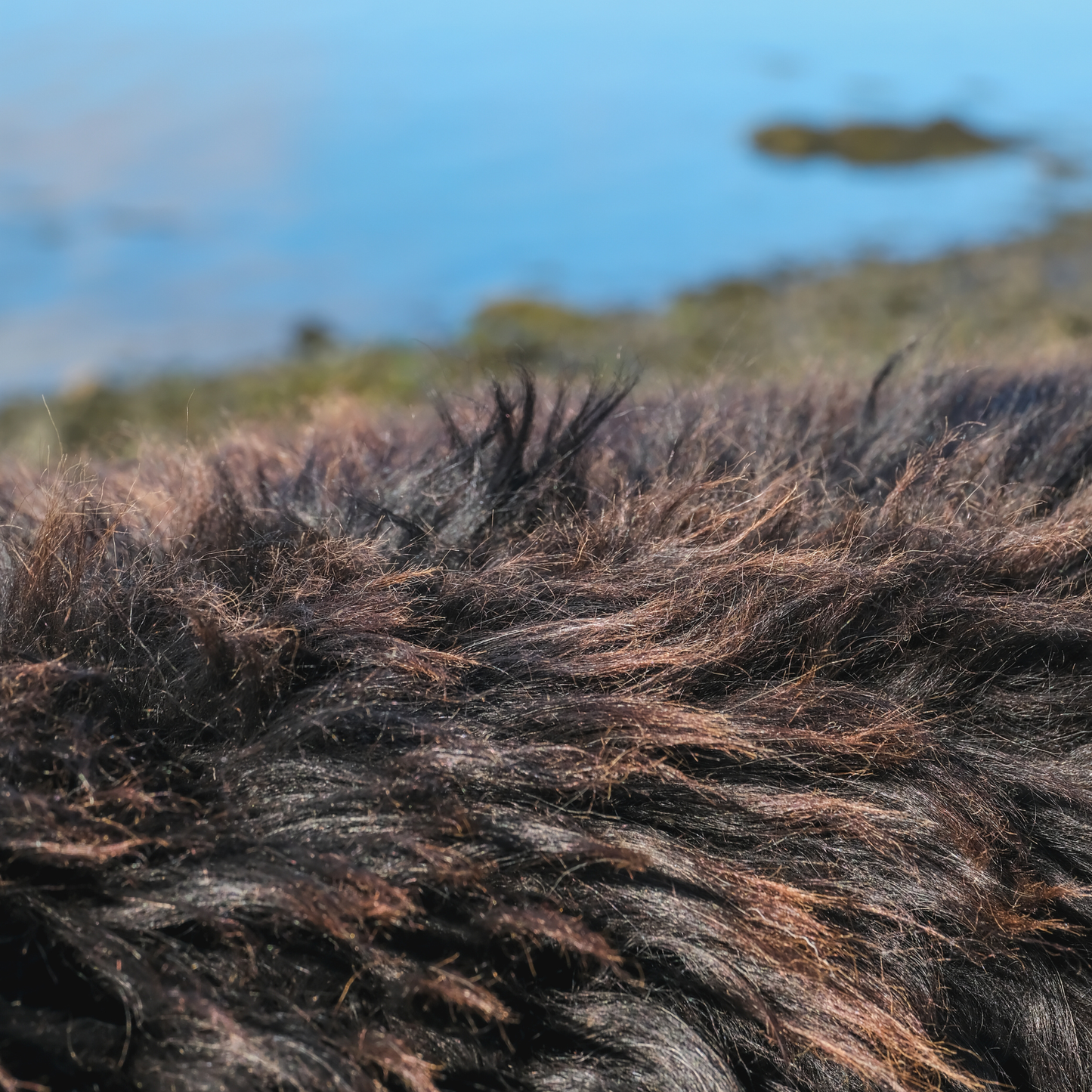 Mimosa Hebridean (TÙS - Dun Flashadder Croft)