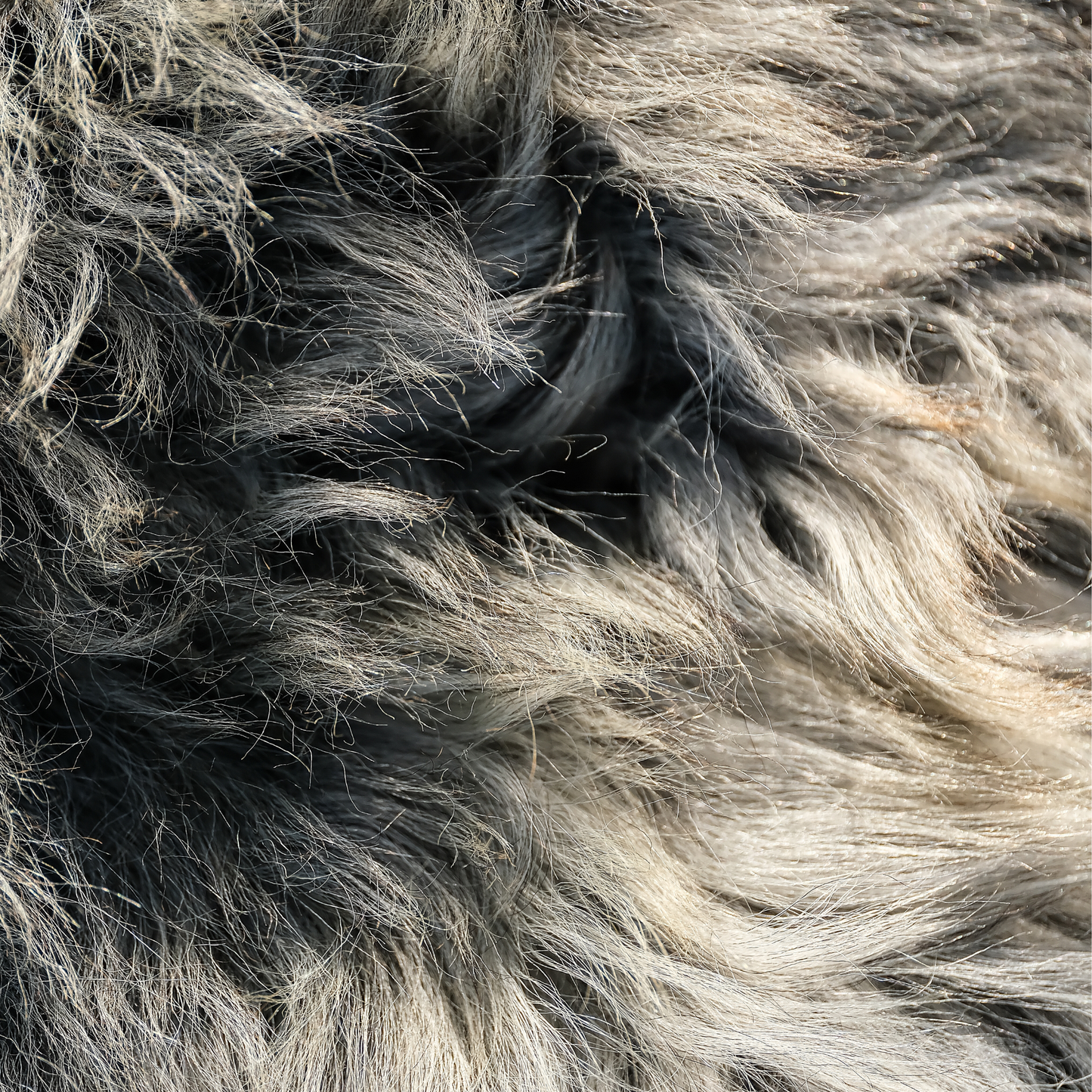 MIMOSA GOTLAND CURLY GREY (TÙS - Kenmore Farm)