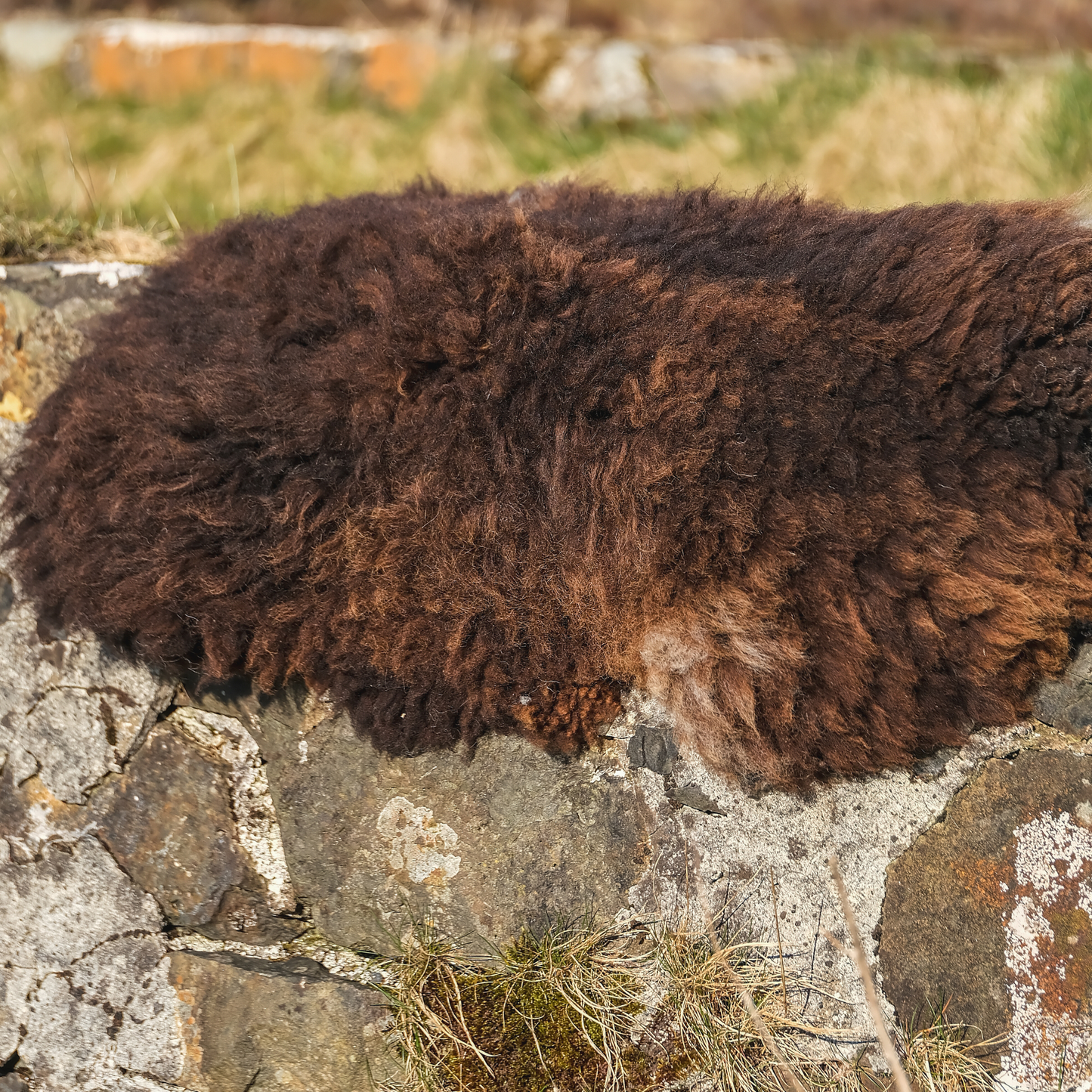 Mimosa Helmsdale Shetland