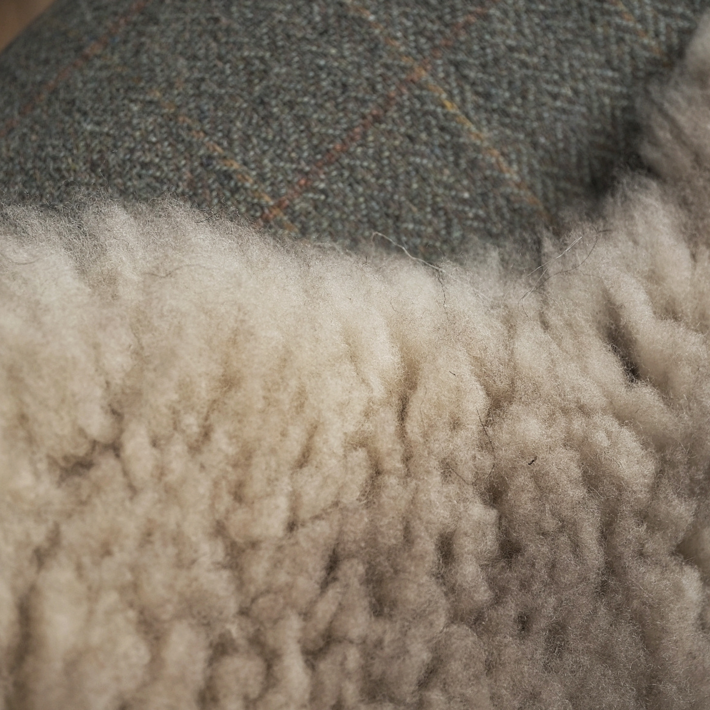 Mimosa Stirlingshire Spotted