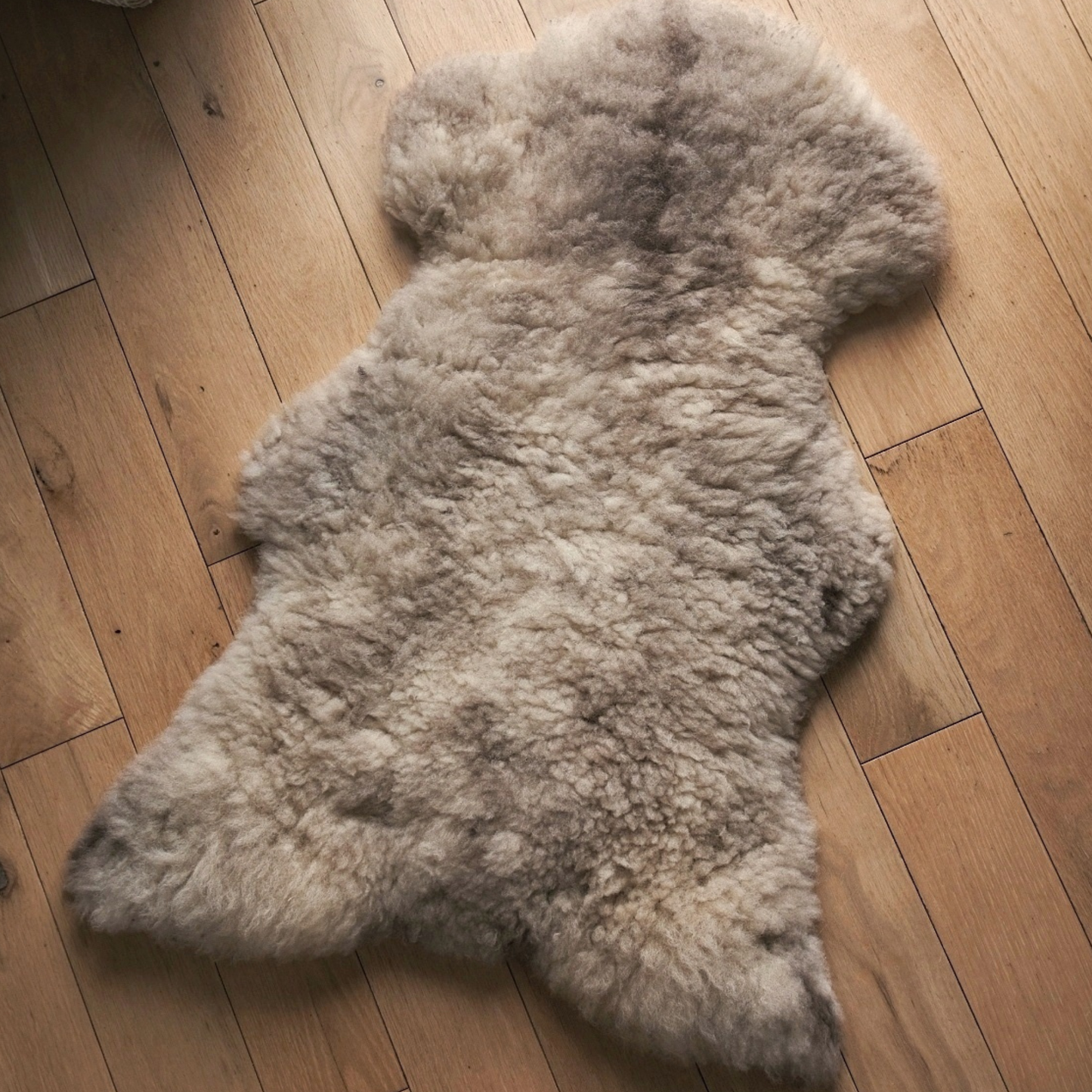 Mimosa Stirlingshire Spotted