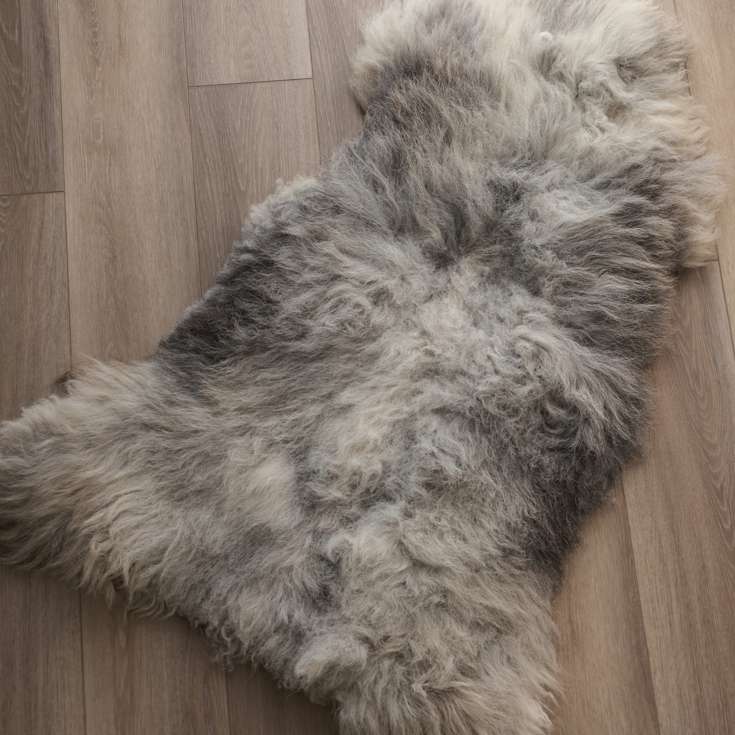 MIMOSA HERDWICK (TÙS - MILLBECK FARM)