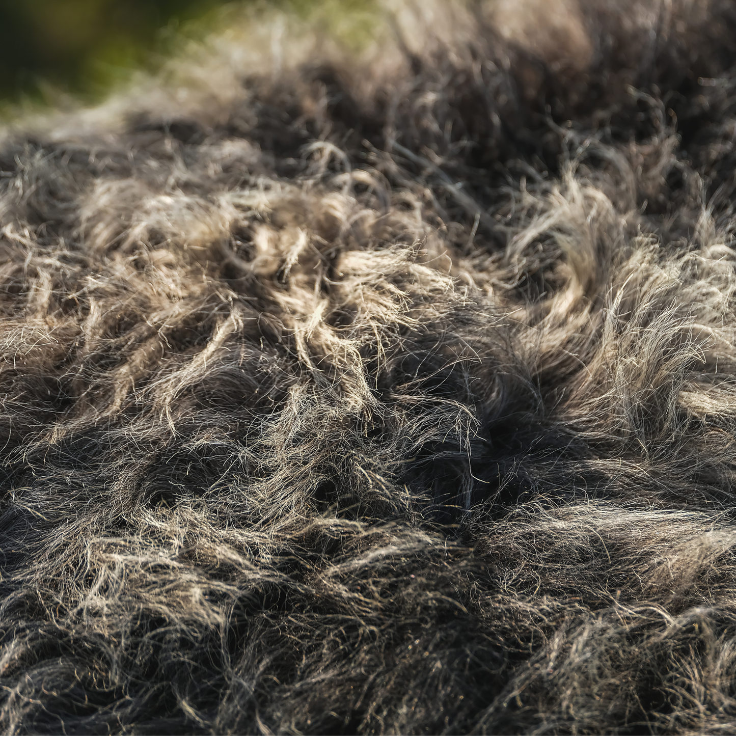 MIMOSA HERDWICK CROSS (TÙS - WATERNISH CROFT)