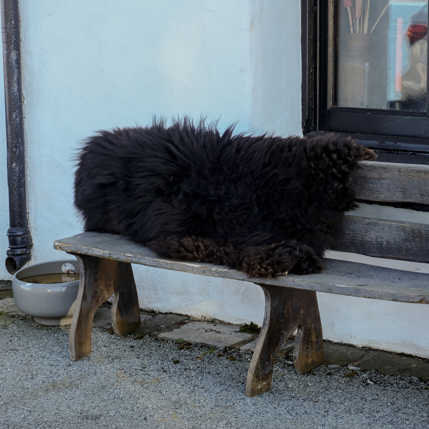 Mimosa Hebridean (TÙS - Dun Flashadder Croft)
