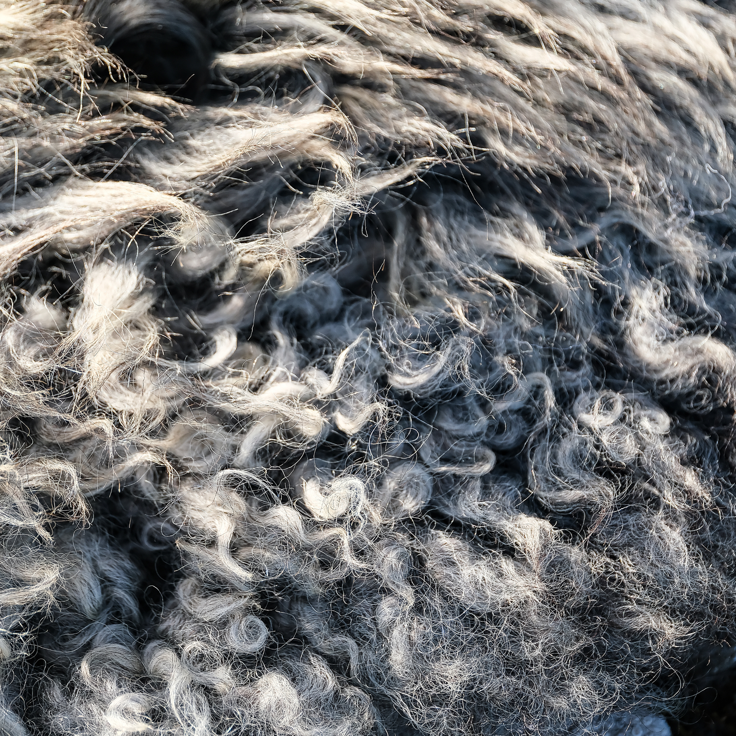MIMOSA GOTLAND CURLY GREY (TÙS - Kenmore Farm)